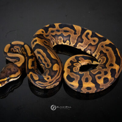 0.1 Pixel Redstripe Leopard YB