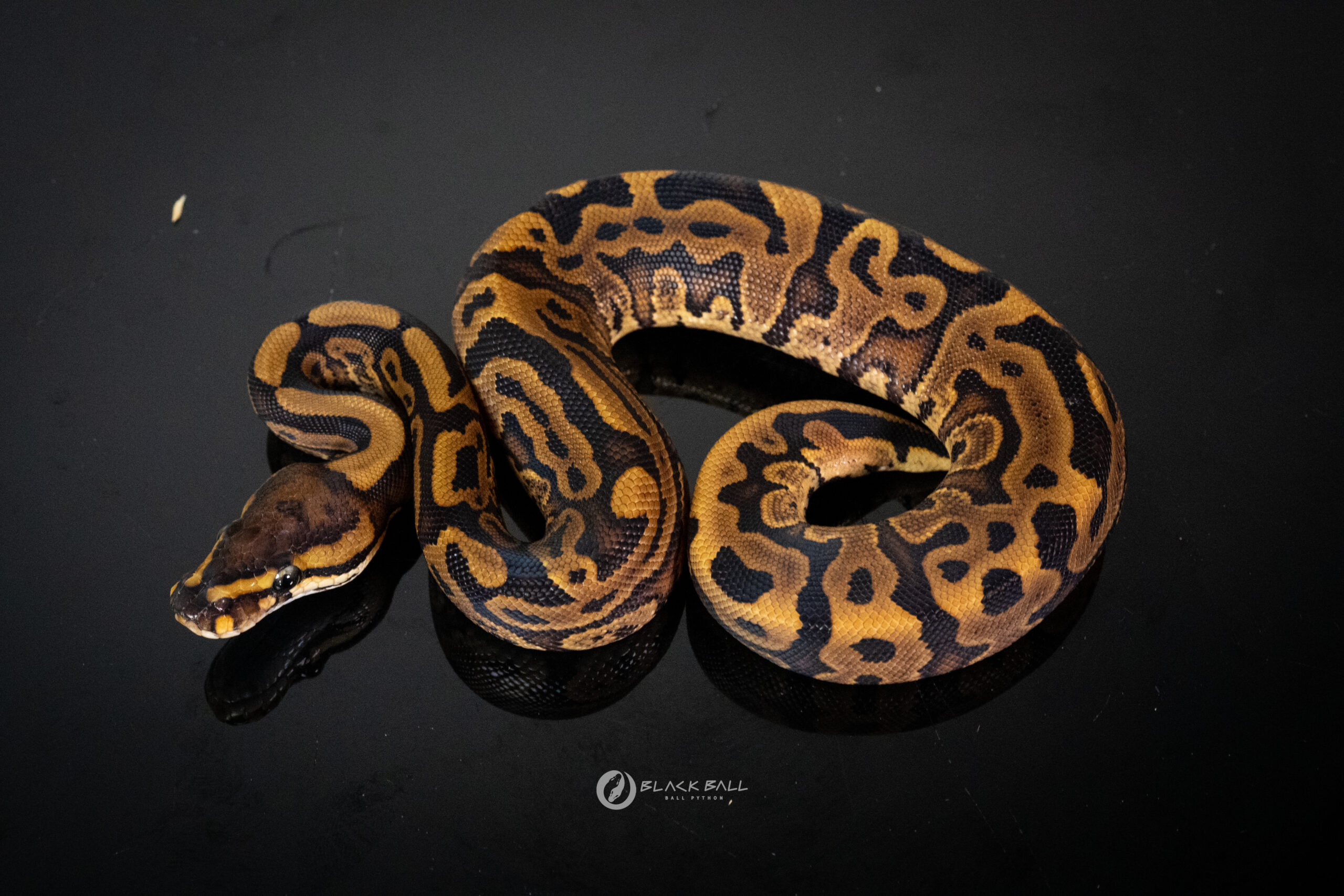 0.1 Pixel Redstripe Leopard YB