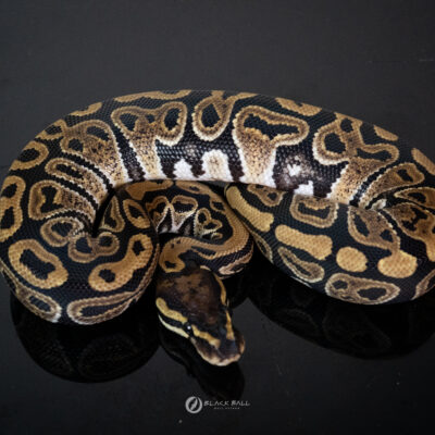 1.0 Pixel 100% Het Axanthic VPI