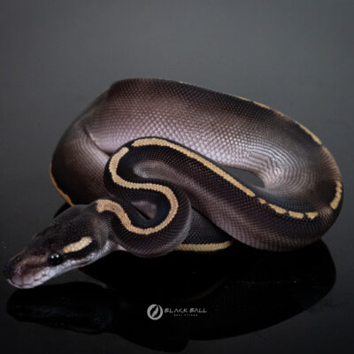 1.0 Black Head GHI Redstripe Phantom 100%Het Clown [ Kraken ]