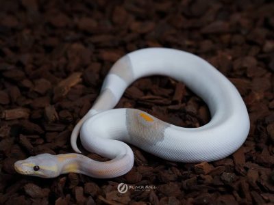 IMG_0050