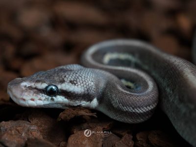 IMG_0053